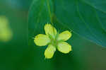 Fringed loosestrife